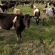 Illustration for article titled Cows Join Dating App